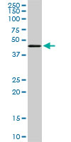 TADA2B Antibody - MGC21874 monoclonal antibody (M08), clone 1C8. Western blot of MGC21874 expression in NIH/3T3.