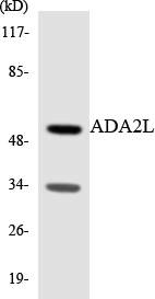 TADA2L / ADA2A Antibody - Western blot analysis of the lysates from RAW264.7cells using ADA2L antibody.
