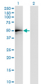 TADA2L / ADA2A Antibody - Western Blot analysis of TADA2L expression in transfected 293T cell line by TADA2L monoclonal antibody (M01), clone 4A8-1A7.Lane 1: TADA2L transfected lysate (Predicted MW: 51.5 KDa).Lane 2: Non-transfected lysate.