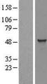 TADA3 / ADA3 Protein - Western validation with an anti-DDK antibody * L: Control HEK293 lysate R: Over-expression lysate