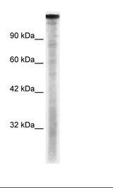 TAF1 Antibody - Daudi Cell Lysate.  This image was taken for the unconjugated form of this product. Other forms have not been tested.