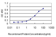 TAF1 Antibody - Detection limit for recombinant GST tagged TAF1 is approximately 0.1 ng/ml as a capture antibody.