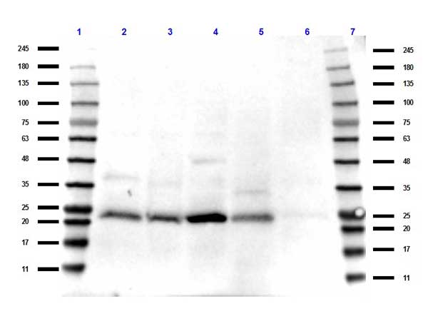 TAF10 Antibody - Western Blot of rabbit Anti-TAF10 antibody. Lane 1: Opal Pre-stained Ladder. Lane 2: Hela WCL. Lane 3: HeLa nuclear extract. Lane 4: HEK293 WCL. Lane 5: PANC-1 WCL. Lane 6: Mouse brain WCL. Load: 35 µg per lane. Primary antibody: TAF10 antibody at 1:1000 for overnight at 4°C. Secondary antibody: rabbit secondary HRP antibody at 1:70,000 for 45 min at RT. Block: MB-070 overnight at 4°C. Predicted/Observed size: 21 kda for TAF10.