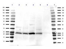 TAF10 Antibody - Western Blot of rabbit Anti-TAF10 antibody. Lane 1: Opal Pre-stained Ladder. Lane 2: Hela WCL. Lane 3: HeLa nuclear extract. Lane 4: HEK293 WCL. Lane 5: PANC-1 WCL. Lane 6: Mouse brain WCL. Load: 35 µg per lane. Primary antibody: TAF10 antibody at 1:1000 for overnight at 4°C. Secondary antibody: rabbit secondary HRP antibody at 1:70,000 for 45 min at RT. Block: MB-070 overnight at 4°C. Predicted/Observed size: 21 kda for TAF10.