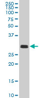 TAF11 Antibody - TAF11 monoclonal antibody (M04), clone 2G9 Western blot of TAF11 expression in HeLa NE.