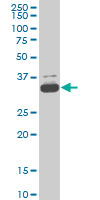 TAF11 Antibody - TAF11 monoclonal antibody (M01), clone 3D3 Western blot of TAF11 expression in HeLa NE.