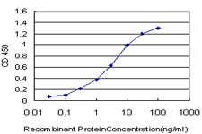TAF11 Antibody - Detection limit for recombinant GST tagged TAF11 is approximately 0.1 ng/ml as a capture antibody.