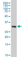 TAF11 Antibody - TAF11 monoclonal antibody (M06), clone 3G6 Western blot of TAF11 expression in HeLa NE.