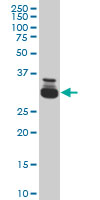TAF11 Antibody - TAF11 monoclonal antibody (M03), clone 3H5 Western blot of TAF11 expression in HeLa NE.