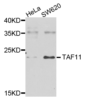 TAF11 Antibody - Western blot analysis of extracts of various cells.