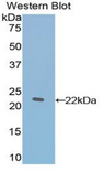 TAF12 Antibody - Western blot of recombinant TAF12.  This image was taken for the unconjugated form of this product. Other forms have not been tested.