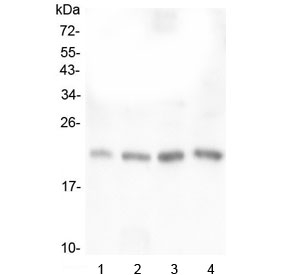TAF12 Antibody - Western blot testing of human 1) placenta, 2) U-937, 3) K562 and 4) ThP-1 lysate with TAF12 antibody at 0.5ug/ml. Expected molecular weight ~21 kDa.