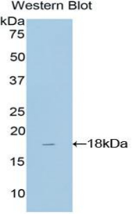 TAF13 Antibody - Western blot of recombinant TAF13.  This image was taken for the unconjugated form of this product. Other forms have not been tested.