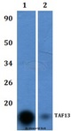 TAF13 Antibody - Western blot of TAF13 antibody at 1:500 dilution. Lane 1: HEK293T whole cell lys.