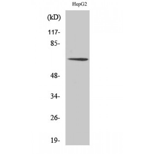 TAF15 Antibody - Western blot of TAF II p68 antibody