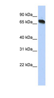TAF15 Antibody - TAF15 antibody Western blot of HepG2 cell lysate. This image was taken for the unconjugated form of this product. Other forms have not been tested.