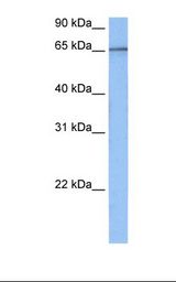 TAF15 Antibody - 721_B cell lysate. Antibody concentration: 0.5 ug/ml. Gel concentration: 12%.  This image was taken for the unconjugated form of this product. Other forms have not been tested.