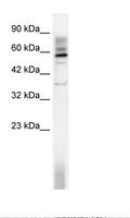 TAF15 Antibody - HepG2 Cell Lysate.  This image was taken for the unconjugated form of this product. Other forms have not been tested.