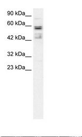 TAF15 Antibody - Daudi Cell Lysate.  This image was taken for the unconjugated form of this product. Other forms have not been tested.