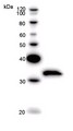 TAF15 Antibody - Western blot of immunized recombinant protein using TAF15 antibody.