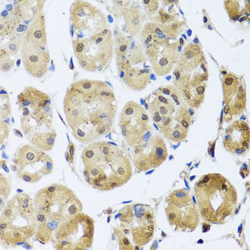 TAF15 Antibody - Immunohistochemistry of paraffin-embedded human stomach tissue.