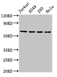TAF15 Antibody - Positive Western Blot detected in Jurkat whole cell lysate, A549 whole cell lysate, 293 whole cell lysate, Hela whole cell lysate. All lanes: TAF15 antibody at 8.5 µg/ml Secondary Goat polyclonal to rabbit IgG at 1/50000 dilution. Predicted band size: 62 KDa. Observed band size: 62 KDa