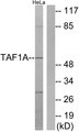 TAF1A Antibody - Western blot analysis of lysates from HeLa cells, using TAF1A Antibody. The lane on the right is blocked with the synthesized peptide.