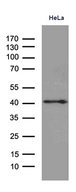 TAF1A Antibody - Western blot analysis of extracts. (35ug) from HELA cell line by using anti-TAF1A monoclonal antibody. (1:500)
