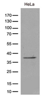 TAF1A Antibody - Western blot analysis of extracts. (35ug) from cell lines and/or tissue lysates by using anti-TAF1A monoclonal antibody. (1:500)