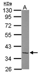 TAF1A Antibody - Sample (30 ug of whole cell lysate) A: Raji 10% SDS PAGE TAF1A antibody diluted at 1:500