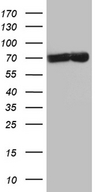 TAF1B Antibody - HEK293T cells were transfected with the pCMV6-ENTRY control. (Left lane) or pCMV6-ENTRY TAF1B. (Right lane) cDNA for 48 hrs and lysed. Equivalent amounts of cell lysates. (5 ug per lane) were separated by SDS-PAGE and immunoblotted with anti-TAF1B. (1:2000)