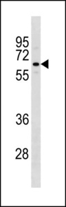 TAF1B Antibody - TAF1B Antibody western blot of K562 cell line lysates (35 ug/lane). The TAF1B antibody detected the TAF1B protein (arrow).