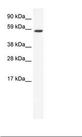TAF1B Antibody - SP2/0 Cell Lysate.  This image was taken for the unconjugated form of this product. Other forms have not been tested.