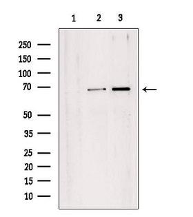 TAF1B Antibody - Western blot analysis of extracts of various samples using TAF1B antibody. Lane 1: mouse brain treated with blocking peptide. Lane 2: mouse brain; Lane 3: rat brain;