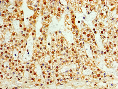 TAF1C Antibody - Immunohistochemistry of paraffin-embedded human adrenal gland tissue using TAF1C Antibody at dilution of 1:100