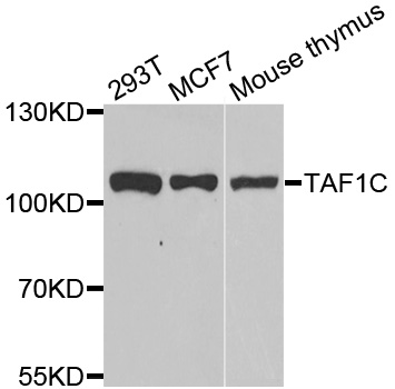 TAF1C Antibody - Western blot analysis of extracts of various cell lines.