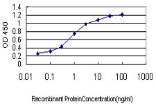 TAF1L Antibody - Detection limit for recombinant GST tagged TAF1L is approximately 0.03 ng/ml as a capture antibody.