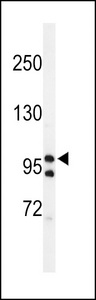 TAF2 Antibody - Western blot of lysates from HT-29, Jurkat, KG-1, PC-3 cell line (from left to right), using TAF2 Antibody. Antibody was diluted at 1:1000 at each lane. A goat anti-rabbit IgG H&L (HRP) at 1:5000 dilution was used as the secondary antibody. Lysates at 35ug per lane.
