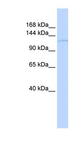 TAF2 Antibody - TAF2 antibody Western blot of 293T cell lysate. This image was taken for the unconjugated form of this product. Other forms have not been tested.