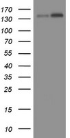 TAF2 Antibody - HEK293T cells were transfected with the pCMV6-ENTRY control (Left lane) or pCMV6-ENTRY TAF2 (Right lane) cDNA for 48 hrs and lysed. Equivalent amounts of cell lysates (5 ug per lane) were separated by SDS-PAGE and immunoblotted with anti-TAF2.