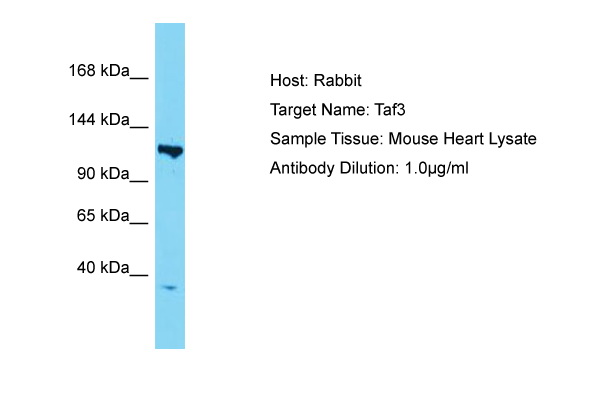 TAF3 Antibody -  This image was taken for the unconjugated form of this product. Other forms have not been tested.