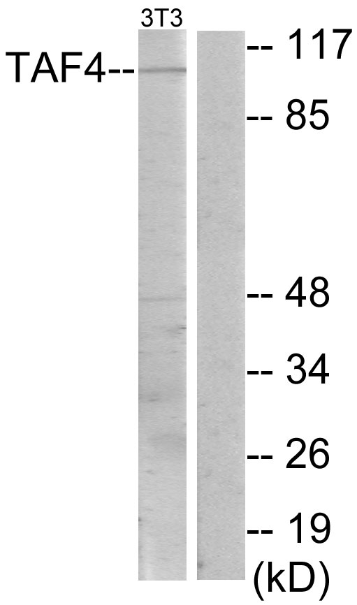 TAF4 Antibody - Western blot analysis of lysates from NIH/3T3 cells, using TAF4 Antibody. The lane on the right is blocked with the synthesized peptide.