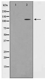 TAF4 Antibody - Western blot of NIH-3T3 cell lysate using TAF4 Antibody