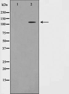 TAF4 Antibody - Western blot analysis on NIH-3T3 cell lysates using TAF4 antibody. The lane on the left is treated with the antigen-specific peptide.