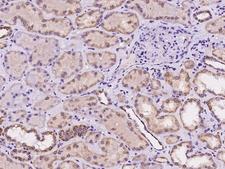 TAF4B Antibody - Immunochemical staining of human TAF4B in human kidney with rabbit polyclonal antibody at 1:100 dilution, formalin-fixed paraffin embedded sections.