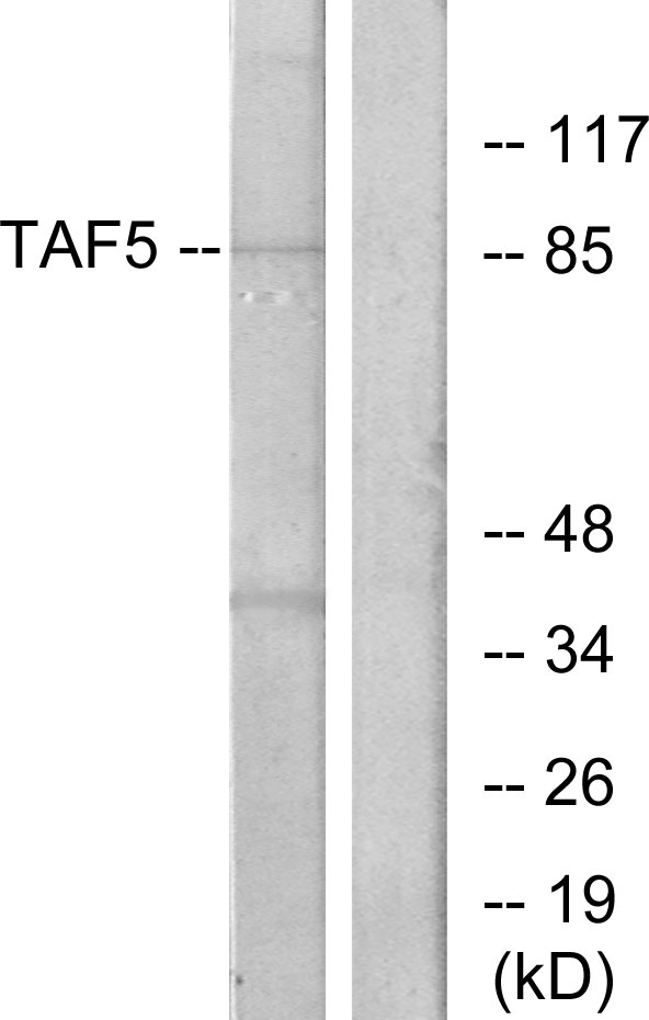 TAF5 Antibody - Western blot analysis of lysates from A549 cells, using TAF5 Antibody. The lane on the right is blocked with the synthesized peptide.