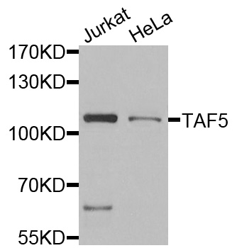 TAF5 Antibody - Western blot analysis of extracts of various cells.