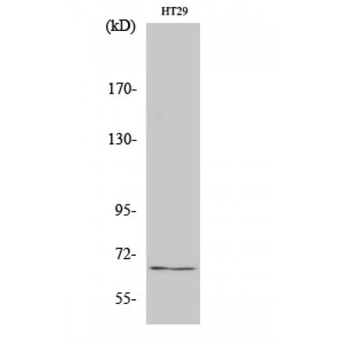 TAF5L Antibody - Western blot of TAF5L antibody
