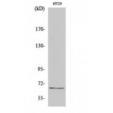 TAF5L Antibody - Western blot of TAF5L antibody