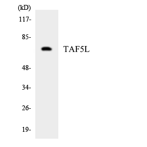 TAF5L Antibody - Western blot analysis of the lysates from HepG2 cells using TAF5L antibody.